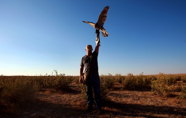 Falconry